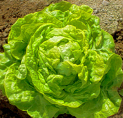 Lettuce - Butter GREEN (LOCAL)**
